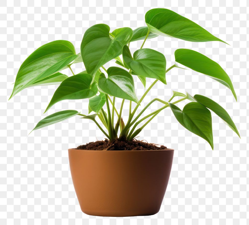 PNG Plant houseplant leaf transparent background. AI generated Image by rawpixel.
