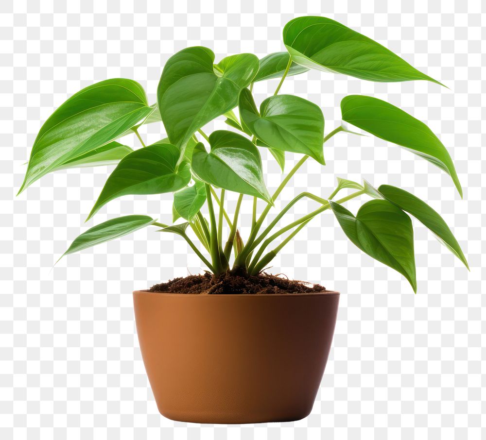 PNG Plant houseplant leaf transparent background. 