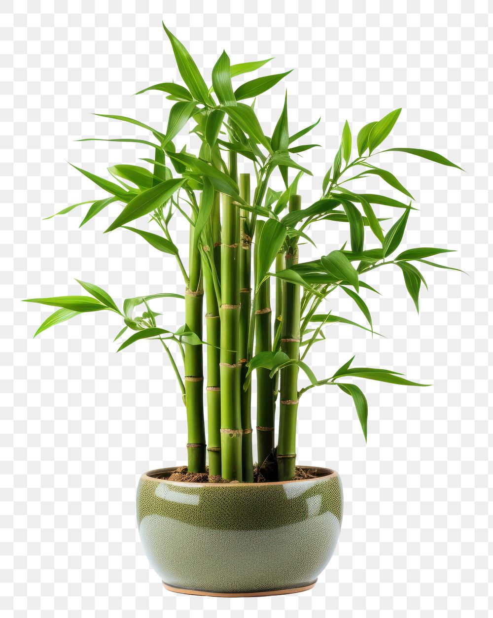 PNG Bamboo plant houseplant freshness. AI generated Image by rawpixel.