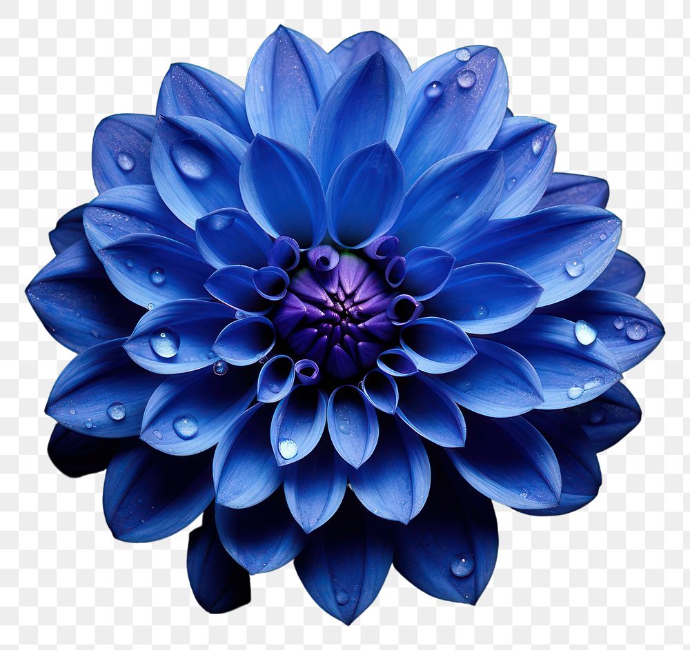 PNG Dahlia flower plant blue transparent background