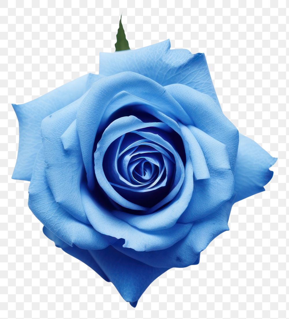 PNG Rose flower plant blue transparent background