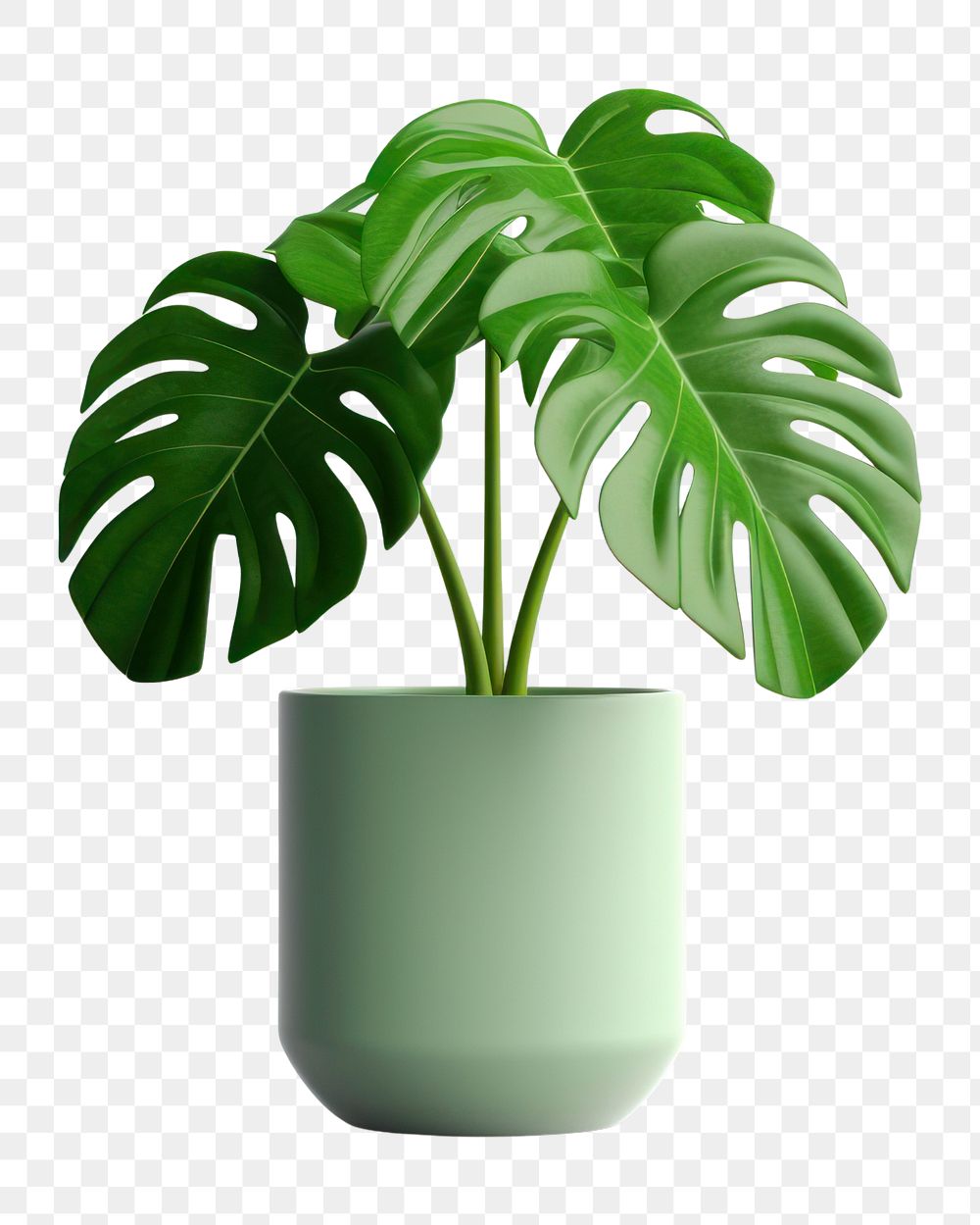 PNG Plant leaf houseplant freshness. AI generated Image by rawpixel.