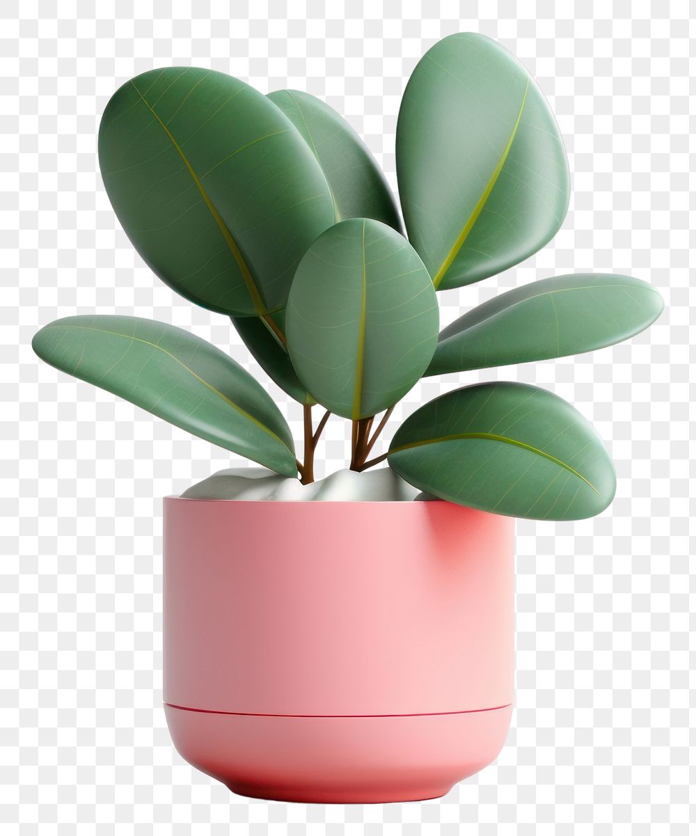 PNG Plant leaf vase houseplant. 