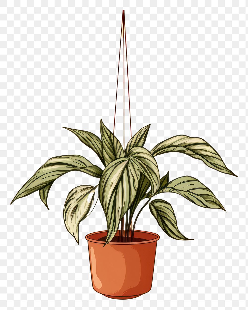 PNG Plant hanging leaf houseplant transparent background