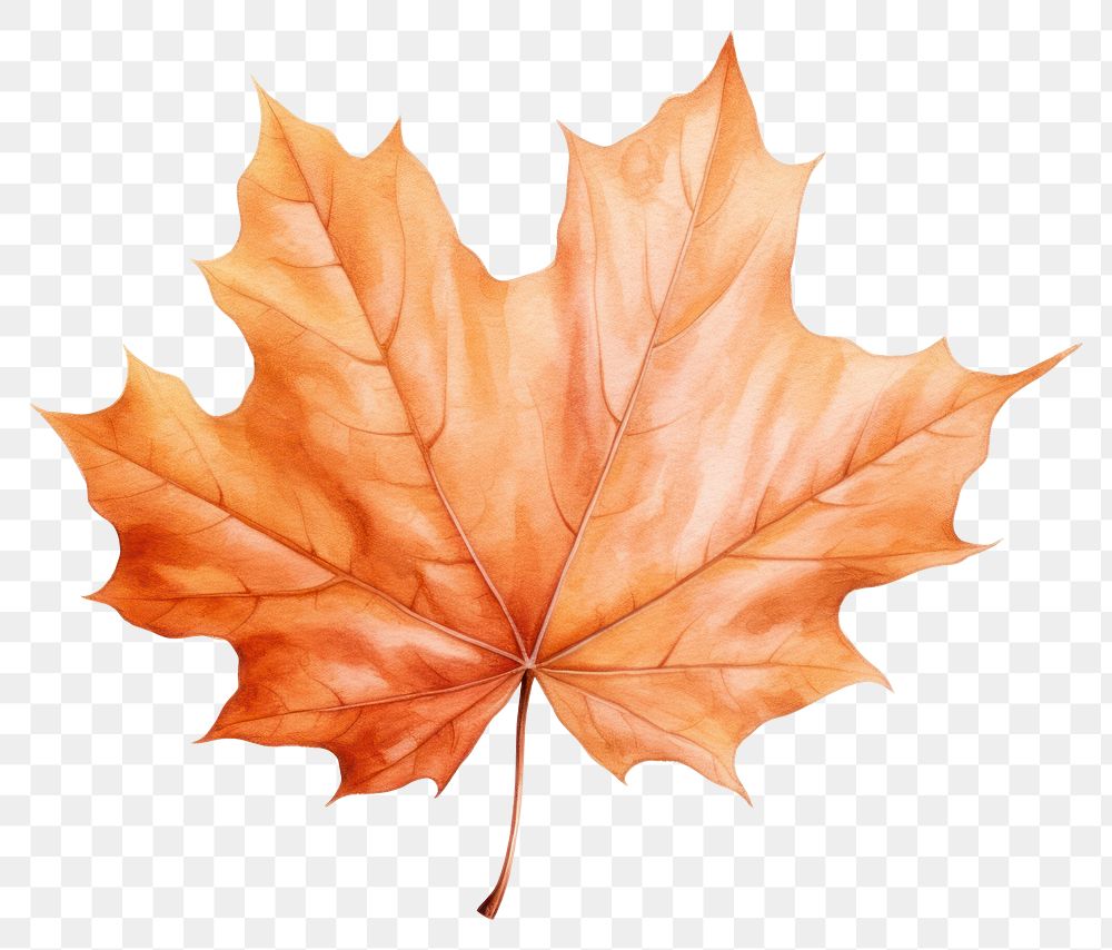 PNG Maple leaf backgrounds autumn transparent background