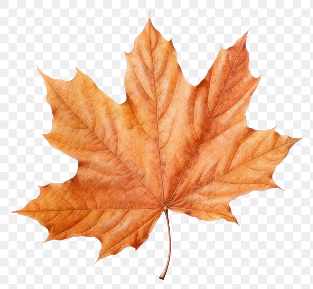 PNG Maple leaf autumn plant transparent background