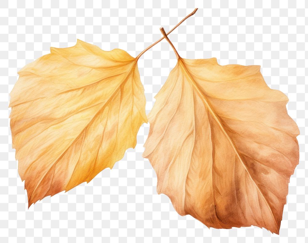 PNG Autumn leaves plant leaf transparent background