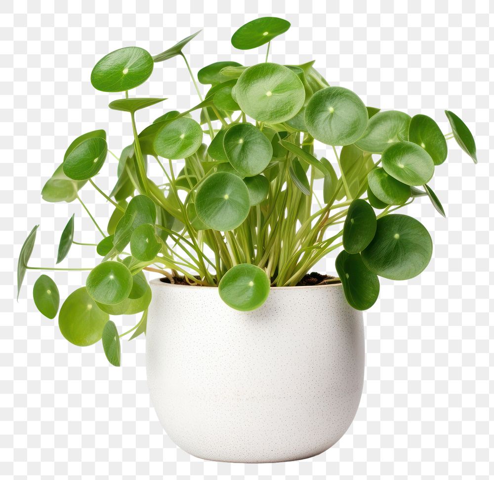 PNG Plant leaf houseplant freshness. AI generated Image by rawpixel.