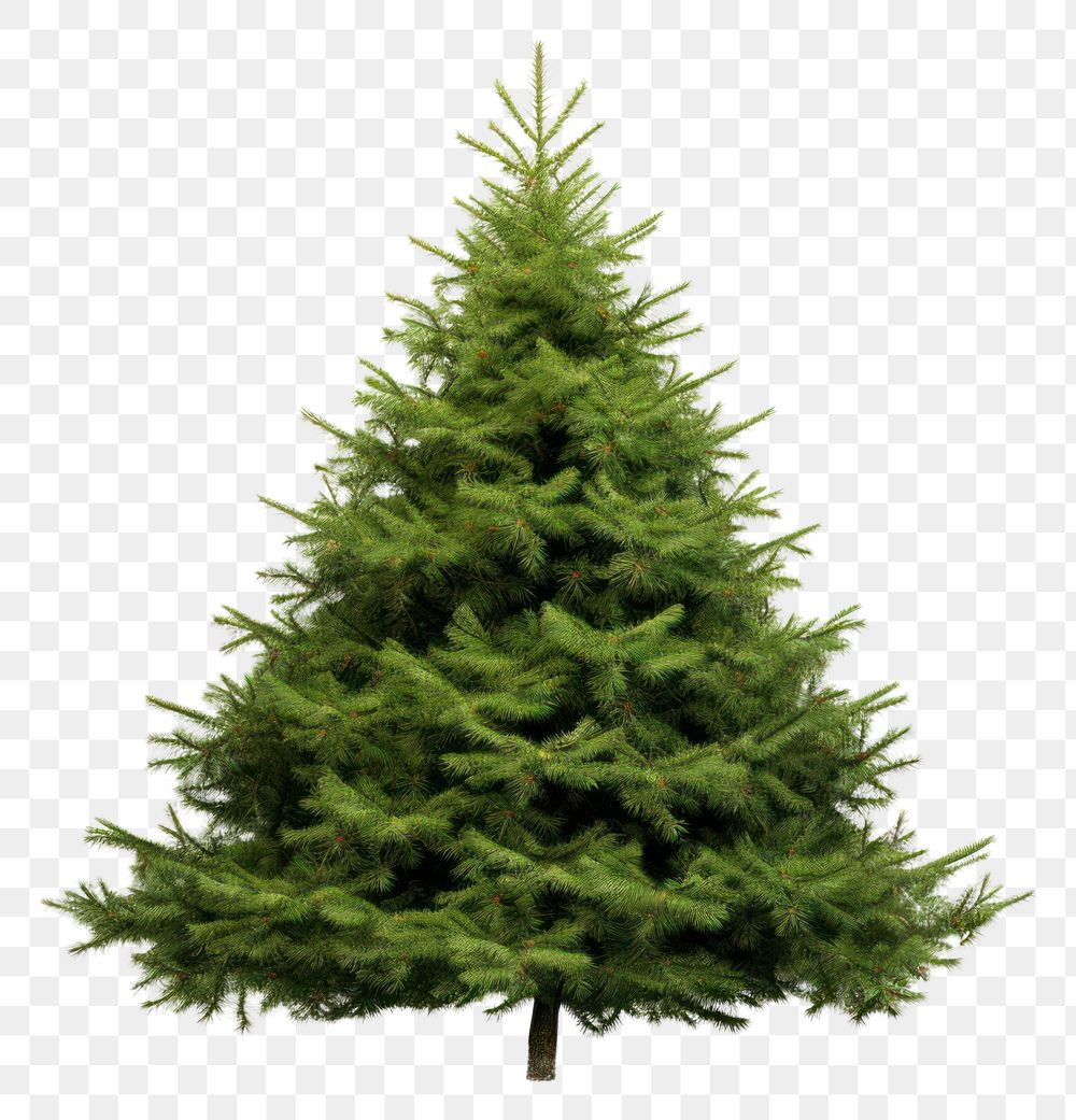 PNG Tree christmas plant pine. AI generated Image by rawpixel.