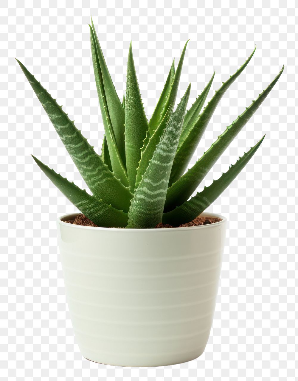 PNG Plant aloe xanthorrhoeaceae houseplant. AI generated Image by rawpixel.