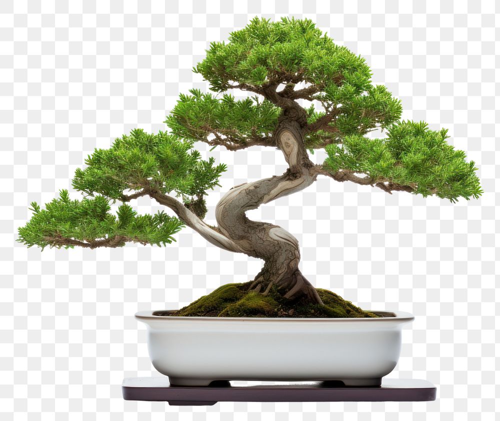 PNG Bonsai plant tree houseplant. 