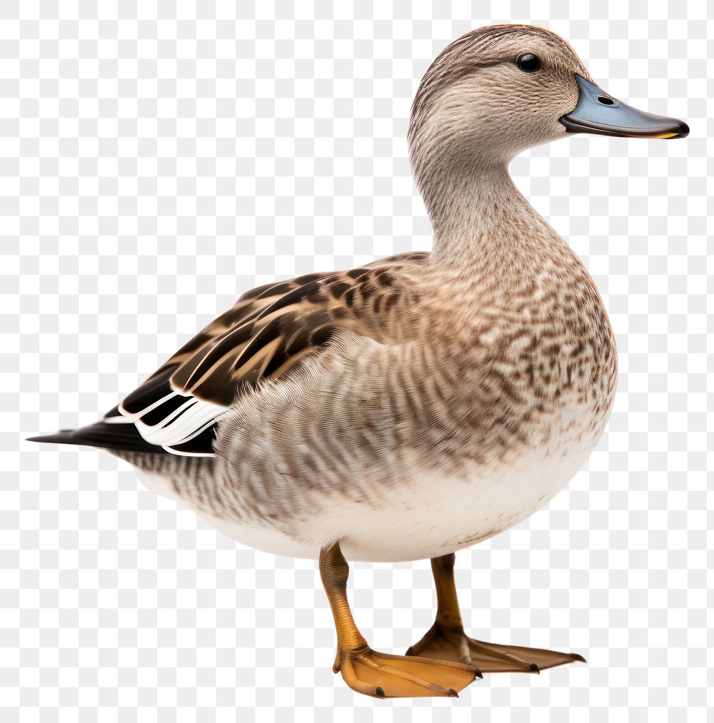 PNG Bird animal goose duck. AI generated Image by rawpixel.