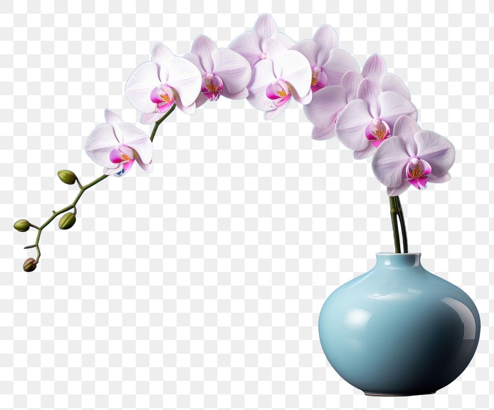 PNG Flower orchid plant vase. AI generated Image by rawpixel.