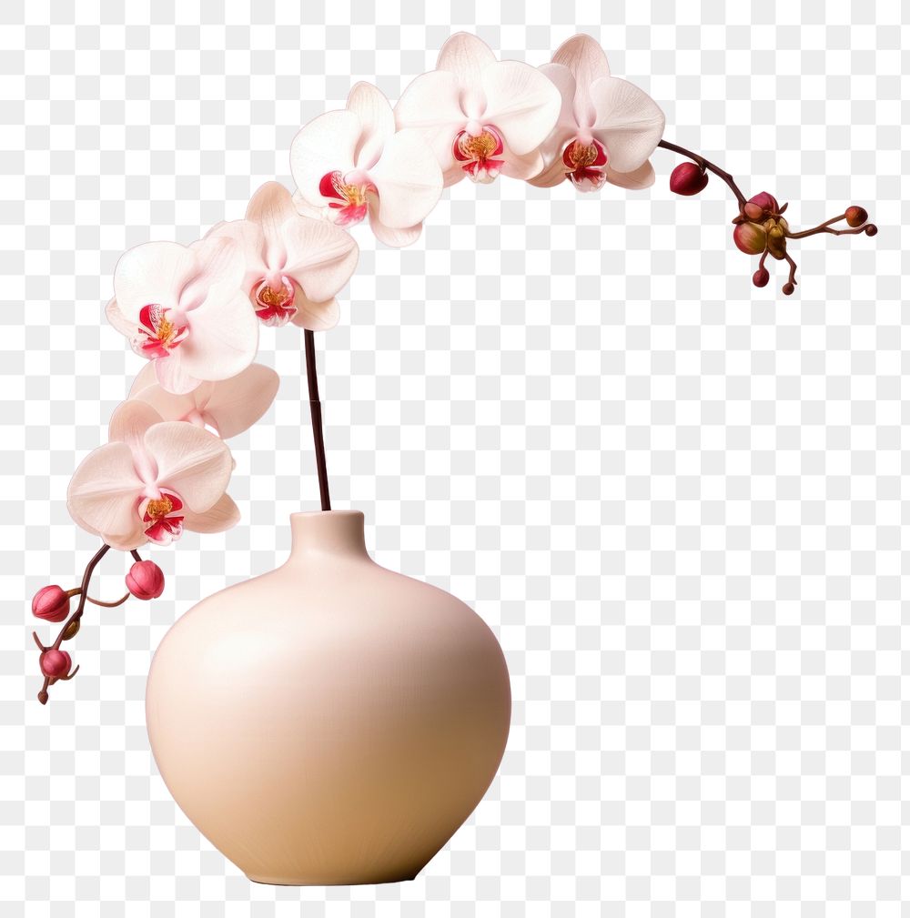 PNG Flower orchid plant vase. AI generated Image by rawpixel.
