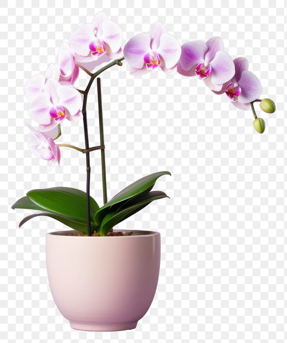 PNG Flower orchid plant inflorescence transparent background