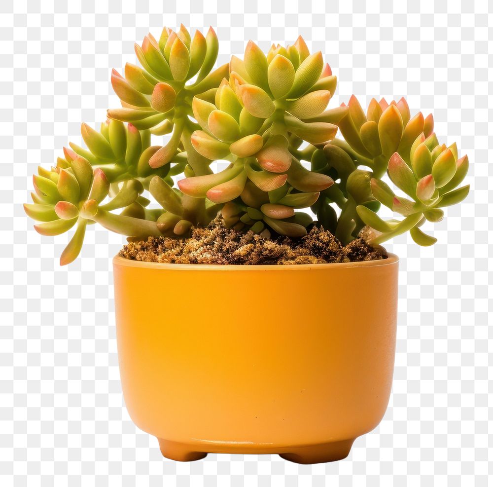 PNG Cactus plant pot houseplant. AI generated Image by rawpixel.