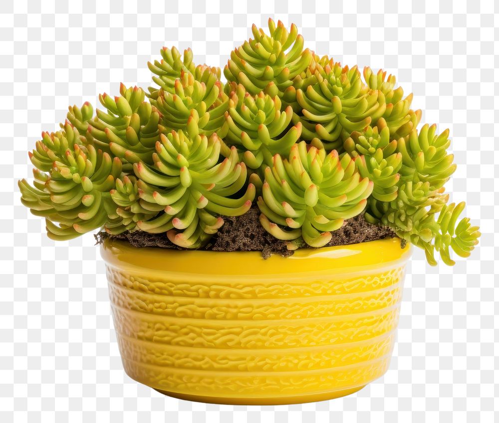 PNG Cactus plant houseplant freshness. AI generated Image by rawpixel.