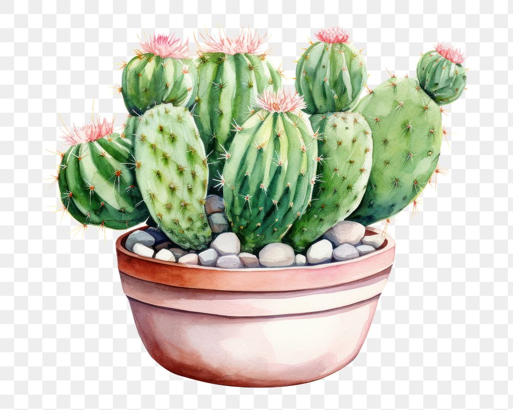 PNG Cactus plant creativity houseplant. AI generated Image by rawpixel.