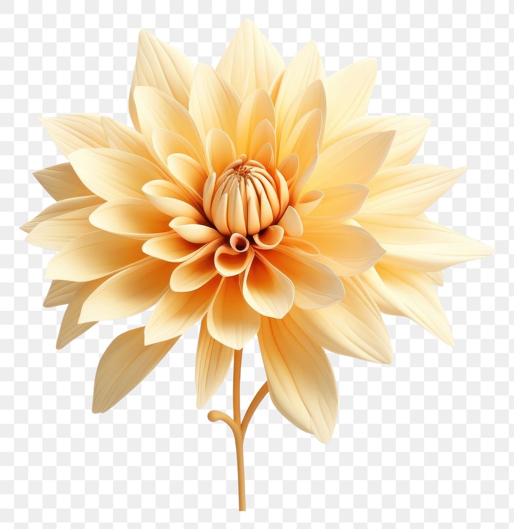 PNG Flower dahlia plant inflorescence. AI generated Image by rawpixel.