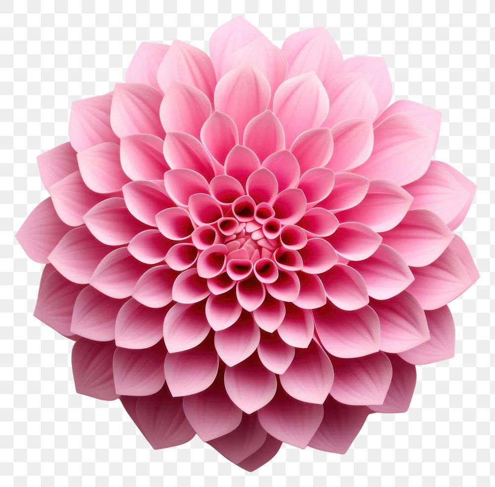 PNG Dahlia flower plant transparent background. AI generated Image by rawpixel.