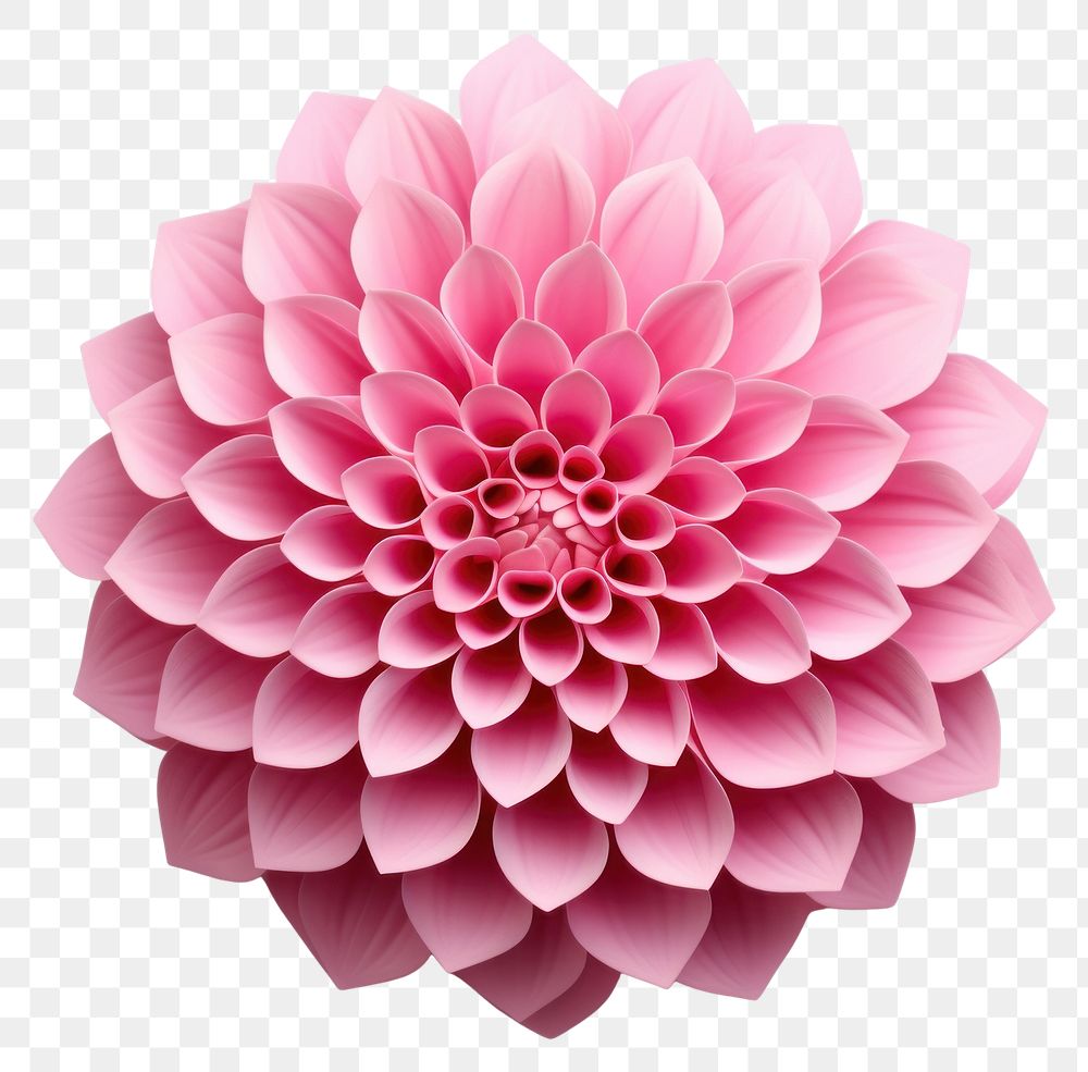 PNG Dahlia flower plant transparent background. 