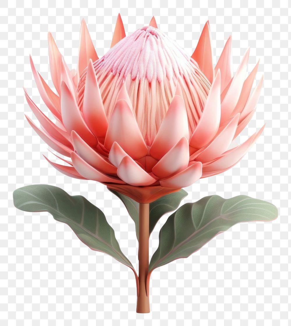 PNG Flower blossom petal plant. AI generated Image by rawpixel.