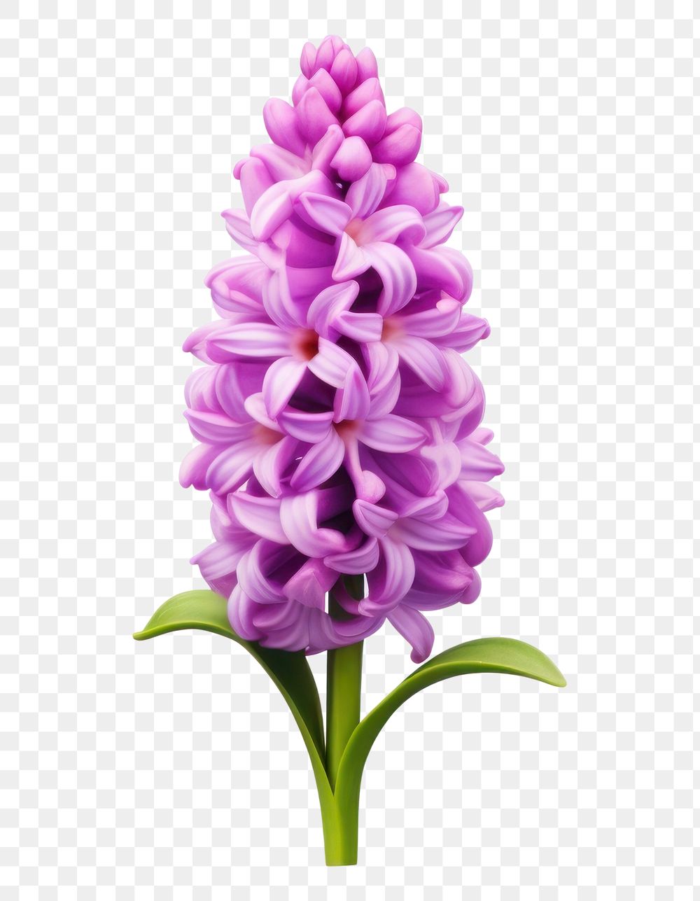 PNG Blossom flower plant lilac. AI generated Image by rawpixel.