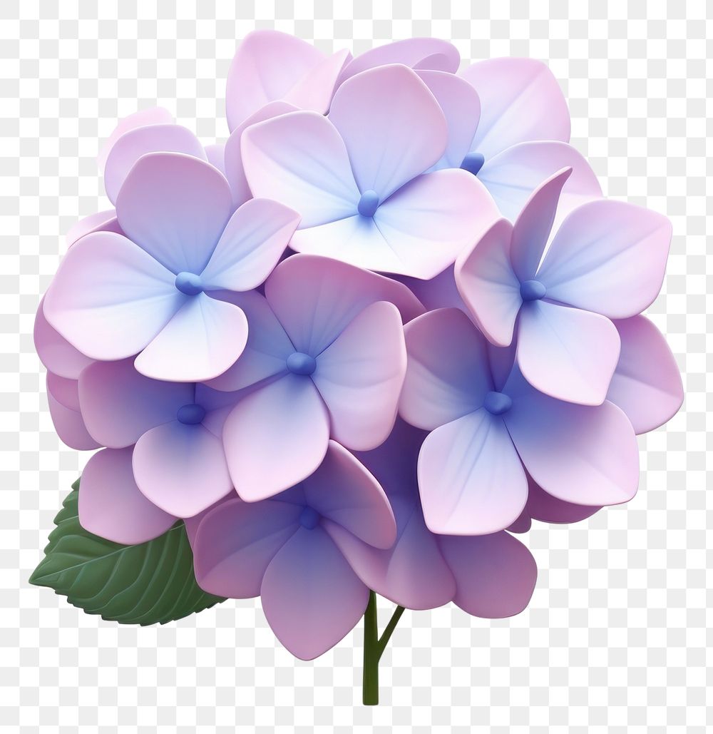 PNG Hydrangea blossom flower petal. AI generated Image by rawpixel.
