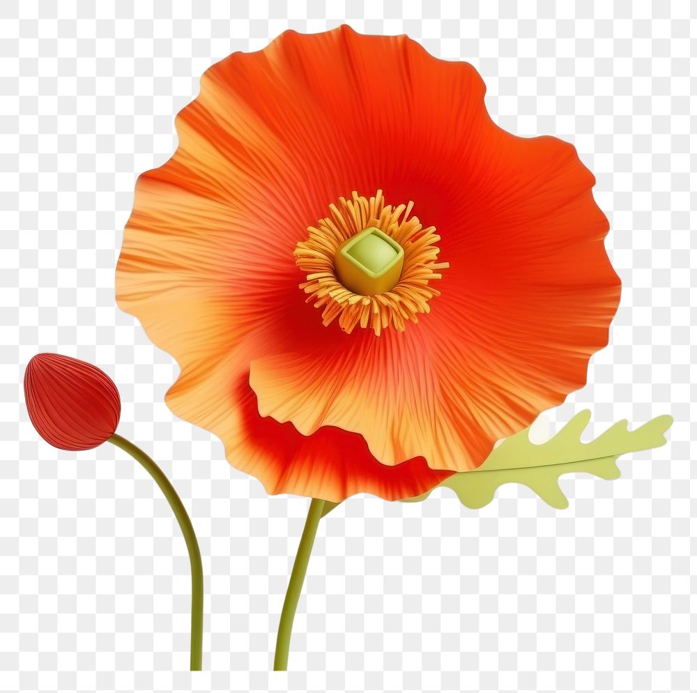PNG Flower poppy petal plant. AI generated Image by rawpixel.