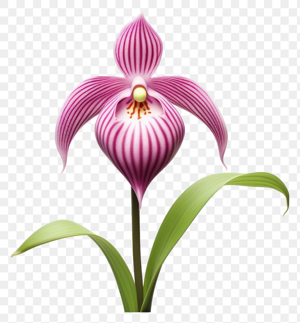 PNG Flower orchid plant inflorescence. AI generated Image by rawpixel.