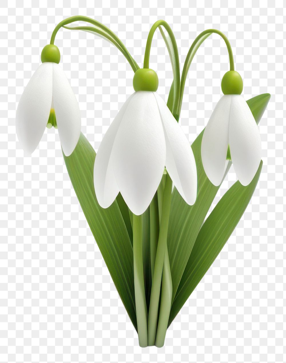PNG Flower snowdrop petal plant. AI generated Image by rawpixel.