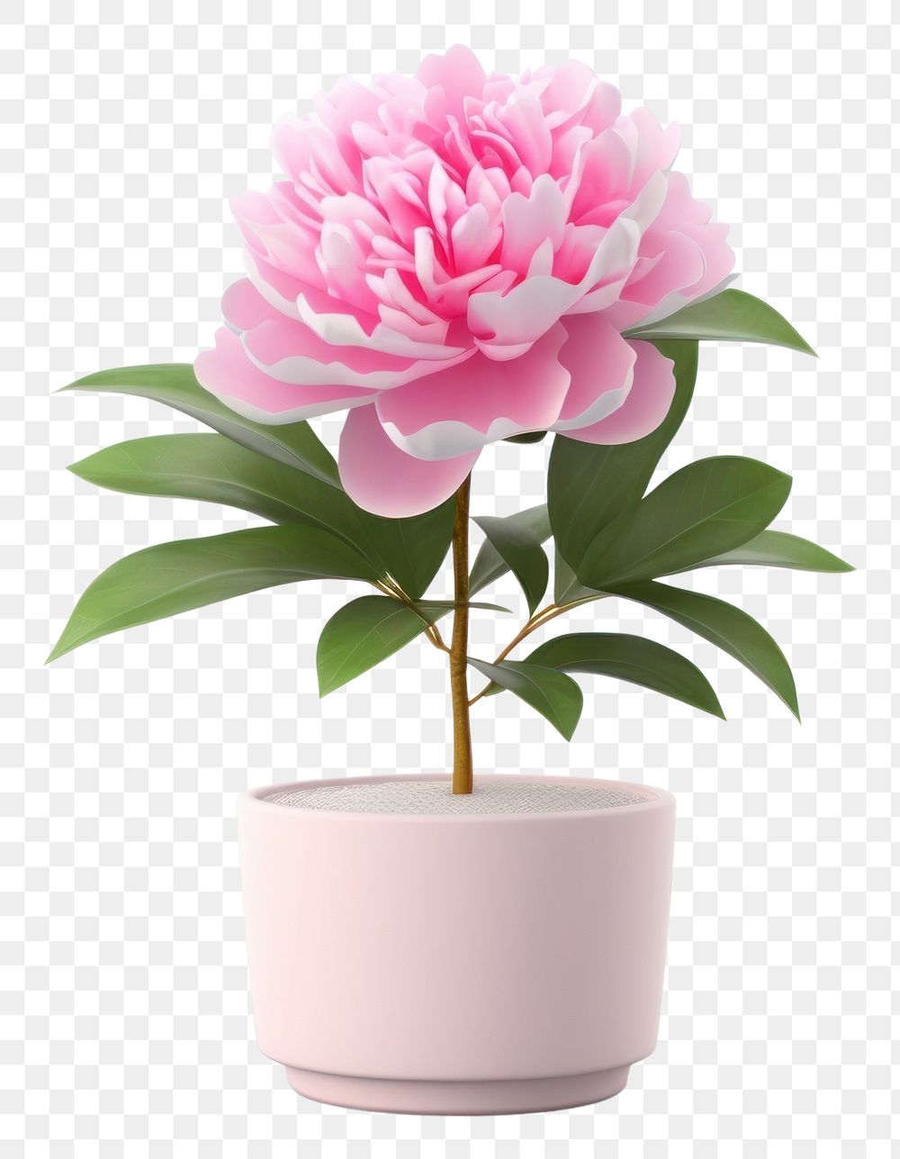 PNG Flower blossom plant peony. AI generated Image by rawpixel.