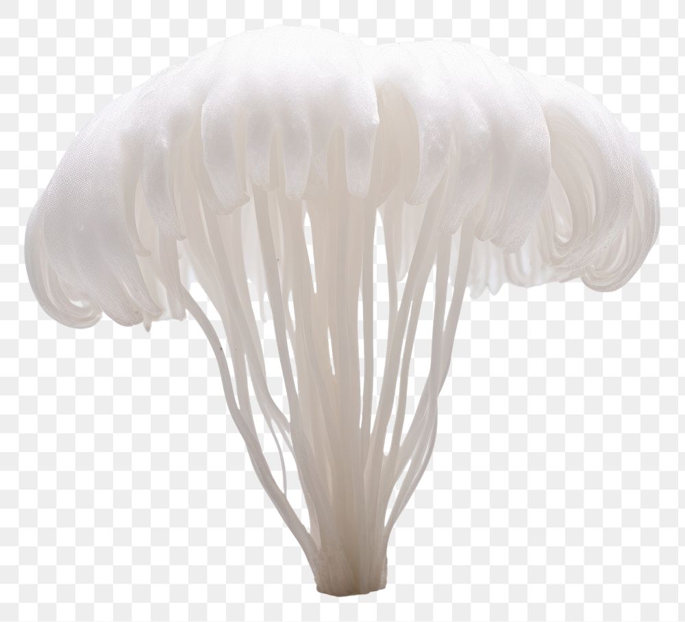 PNG Mushroom fungus plant white. 