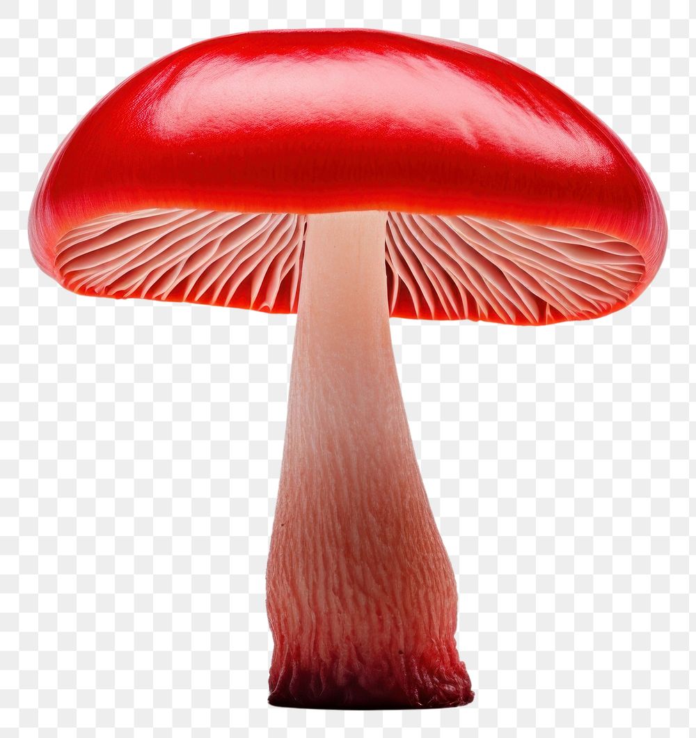 PNG Mushroom fungus agaric plant. AI generated Image by rawpixel.