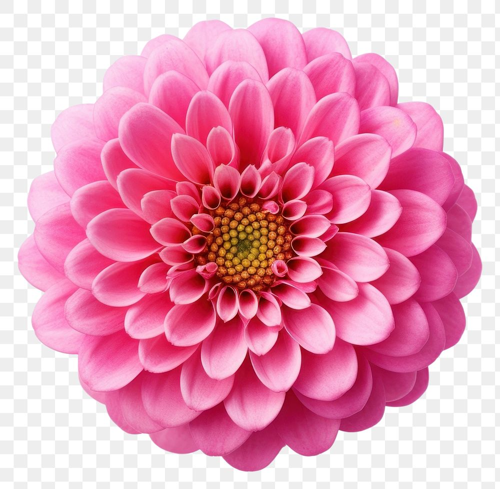 PNG Flower dahlia petal plant. 