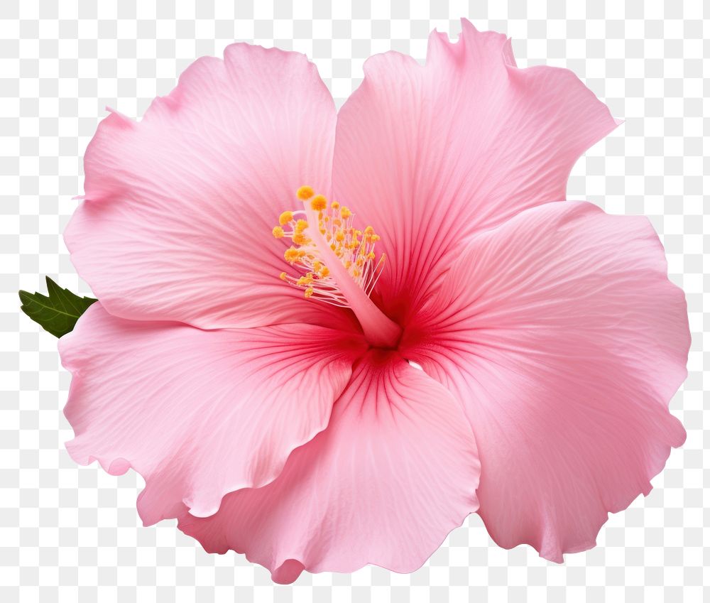 PNG Flower hibiscus blossom petal. AI generated Image by rawpixel.