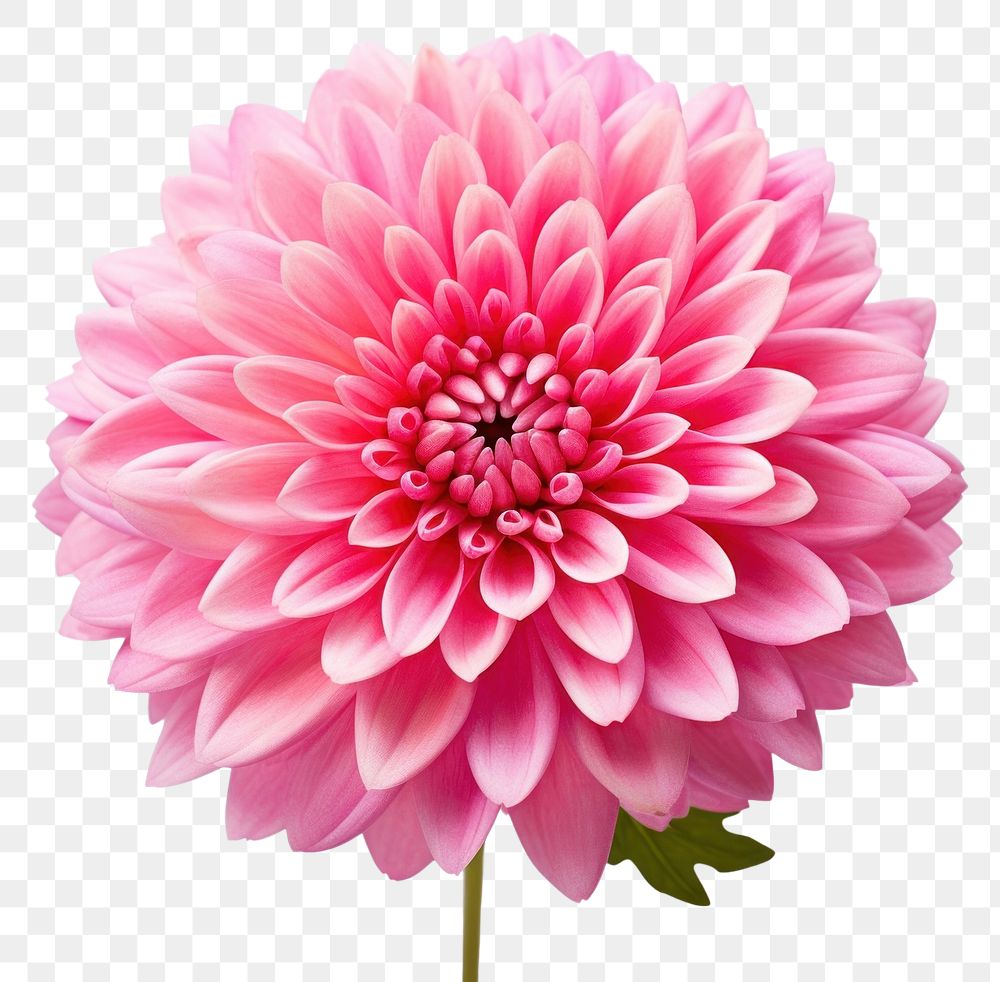 PNG Flower chrysanths dahlia plant. AI generated Image by rawpixel.