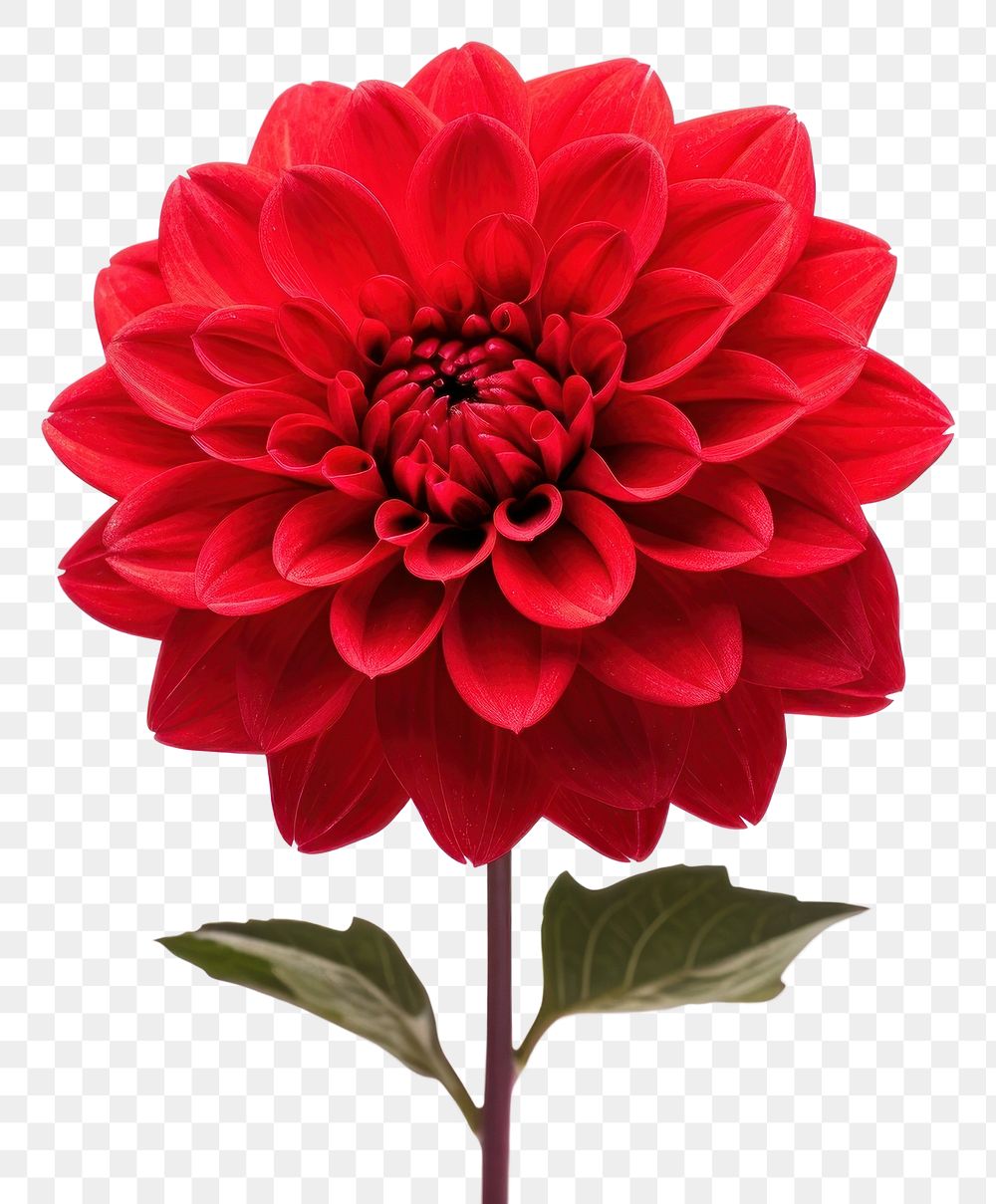 PNG Flower dahlia plant red. 