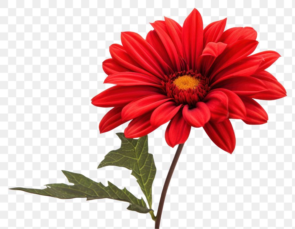 PNG Flower dahlia petal plant. AI generated Image by rawpixel.