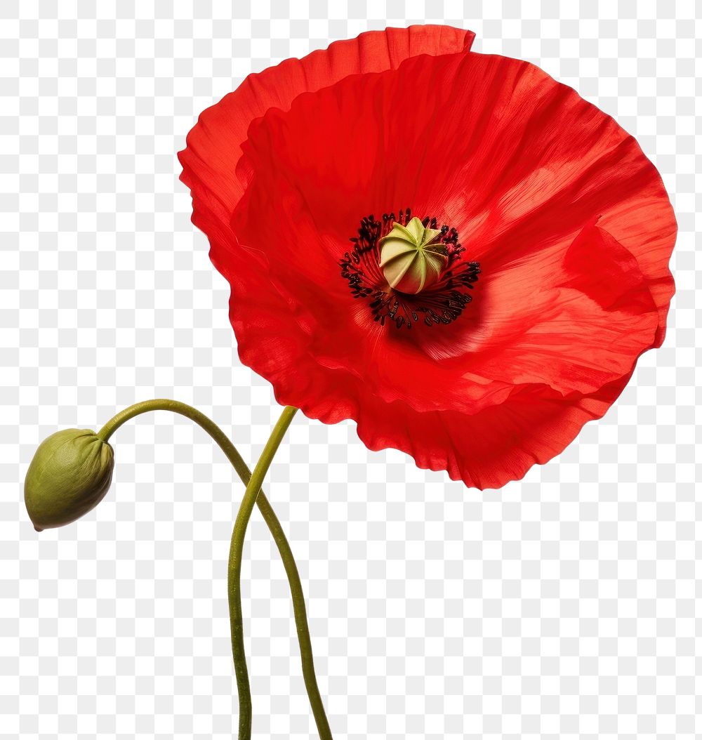 PNG Flower poppy plant red. AI generated Image by rawpixel.