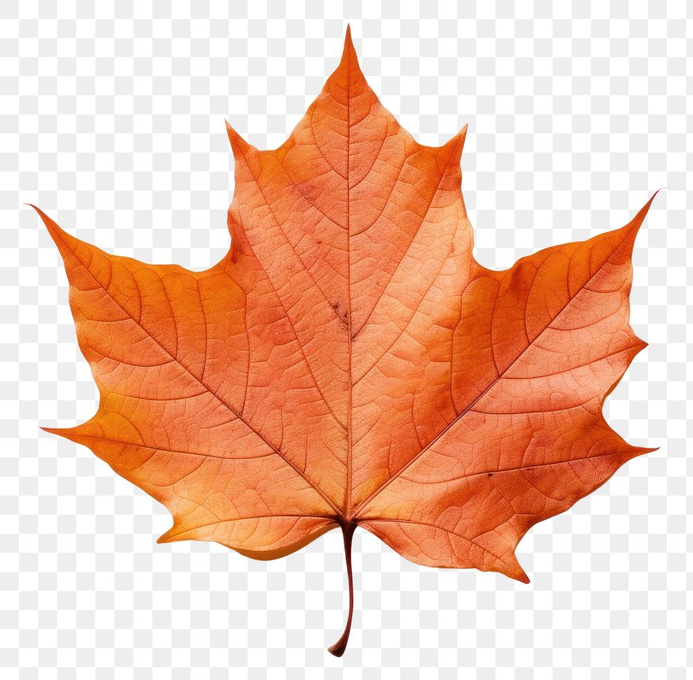 PNG Fall maple leaf plant tree white background. AI generated Image by rawpixel.