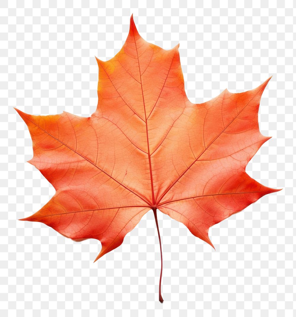 PNG Fall maple leaf plant tree white background. AI generated Image by rawpixel.