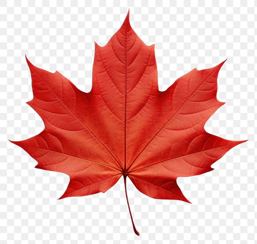PNG Fall maple leaf plant tree white background. AI generated Image by rawpixel.
