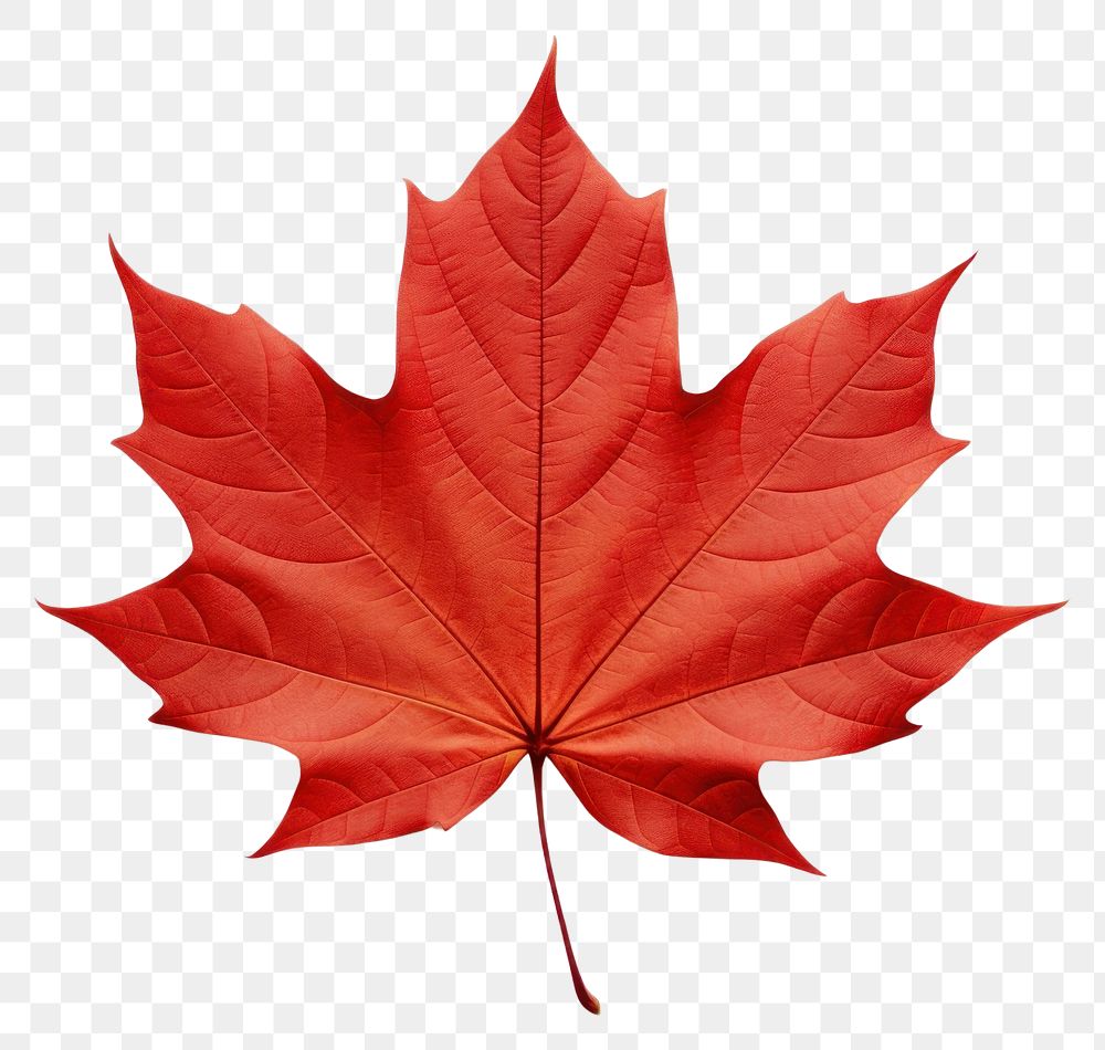 PNG Fall maple leaf plant tree  