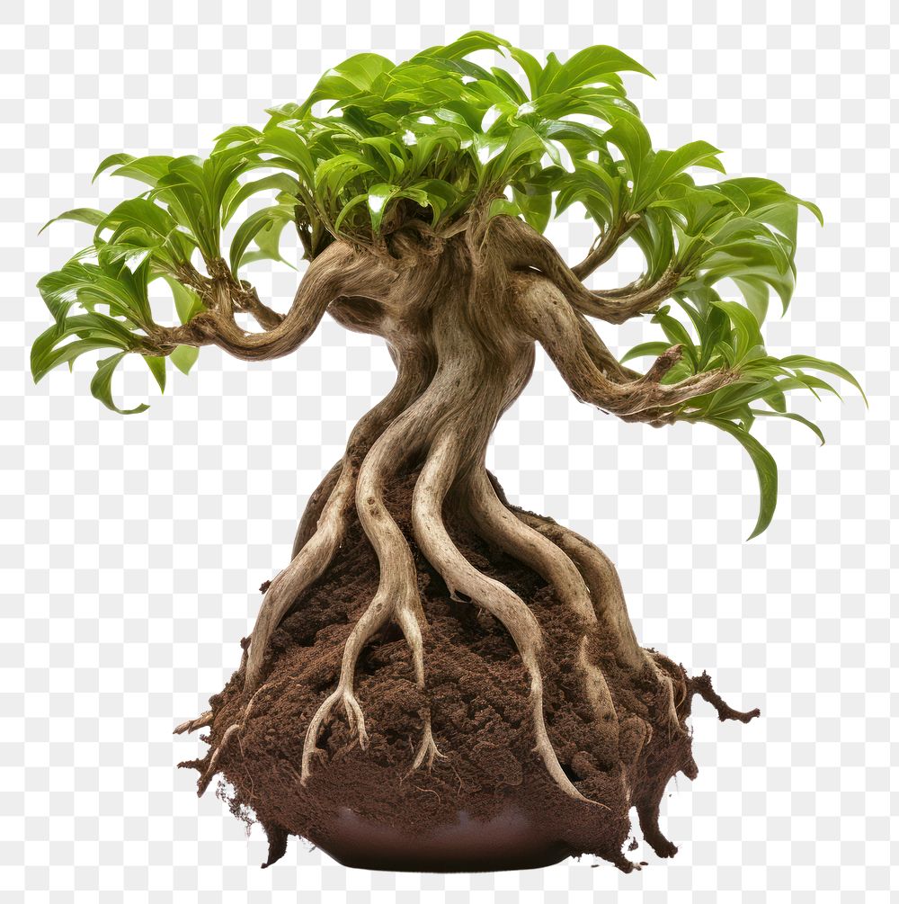 PNG Mandrake bonsai plant root. AI generated Image by rawpixel.
