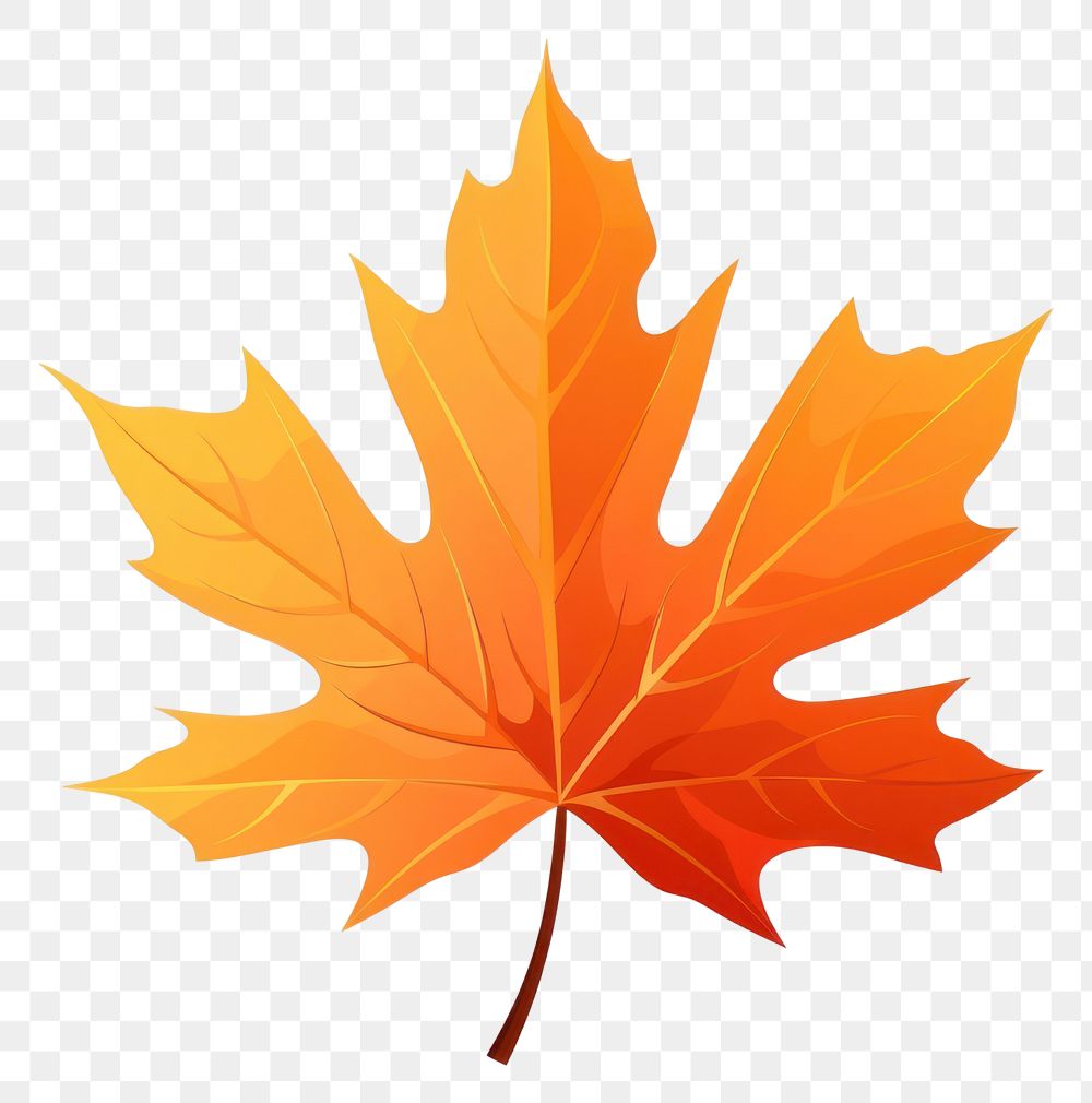 PNG Fall leaf maple plant tree. AI generated Image by rawpixel.