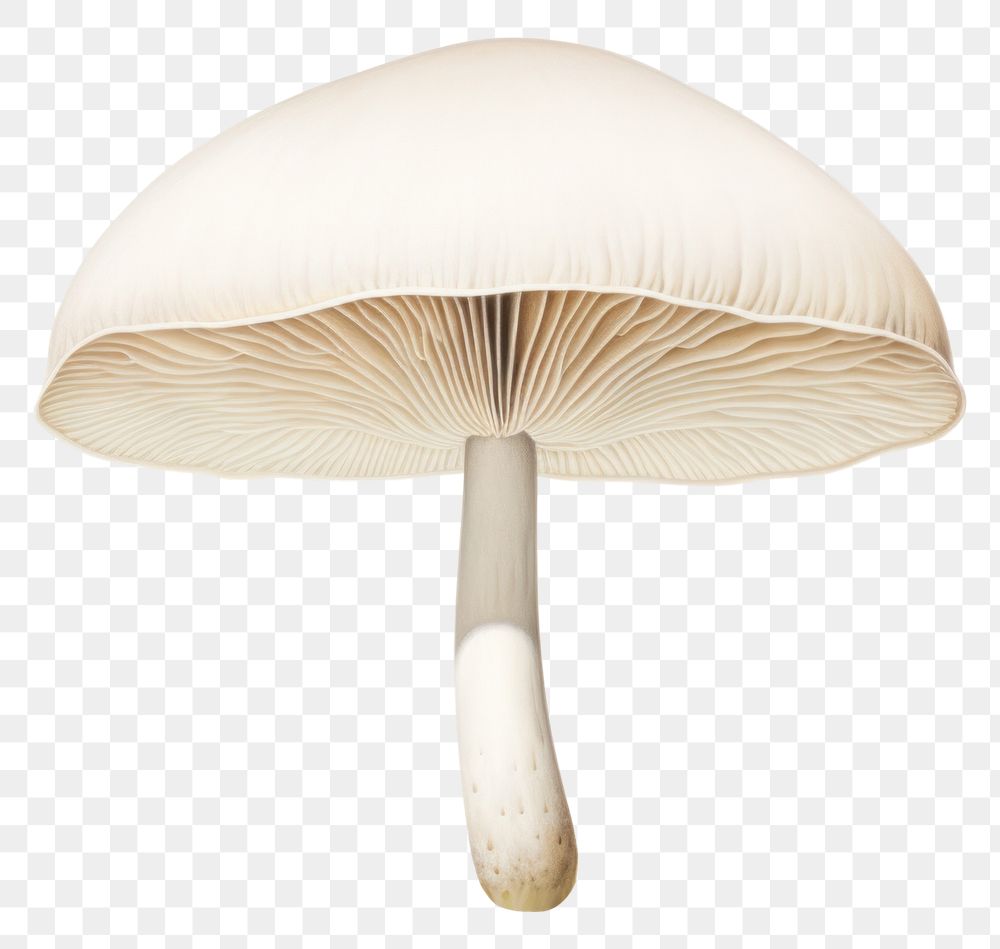 PNG Mushroom fungus agaric plant. AI generated Image by rawpixel.