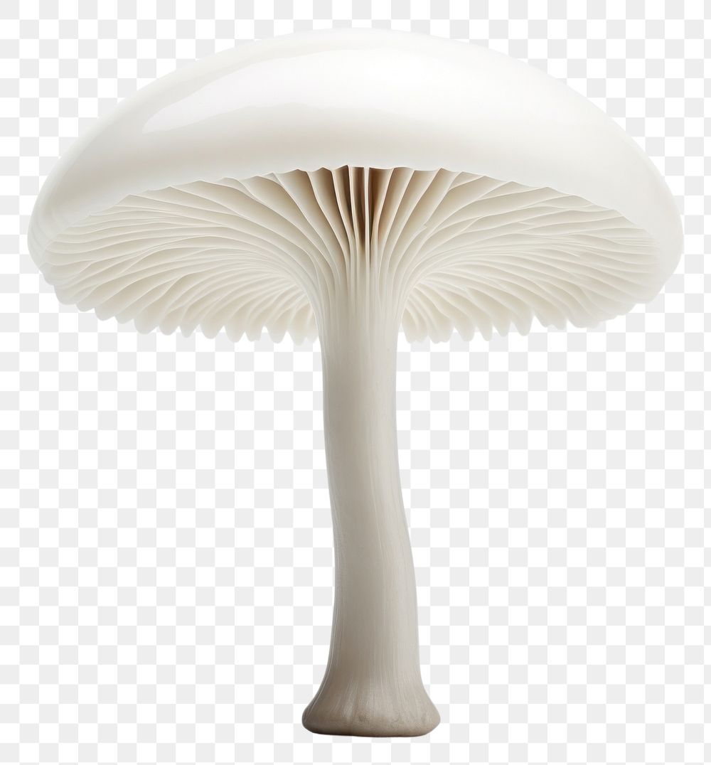 PNG Mushroom fungus agaric plant. 