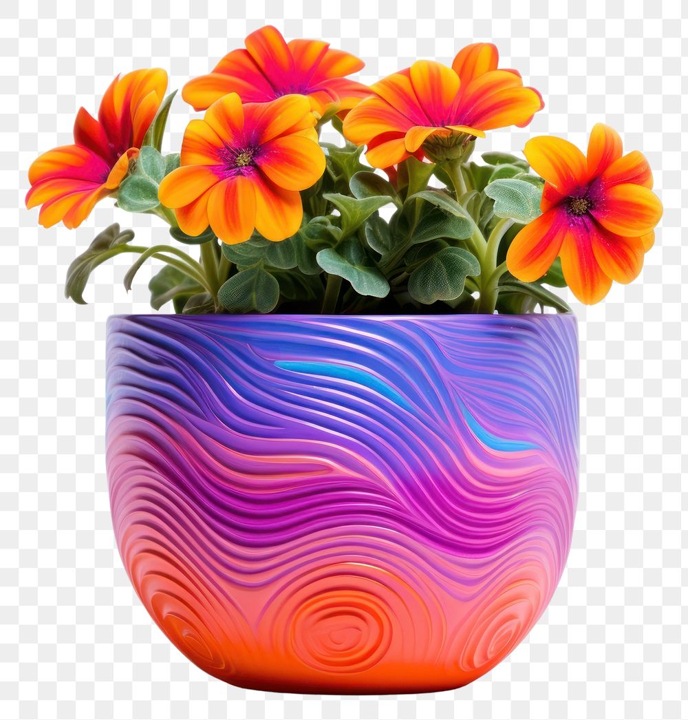 PNG Flower flowerpot plant petal. 