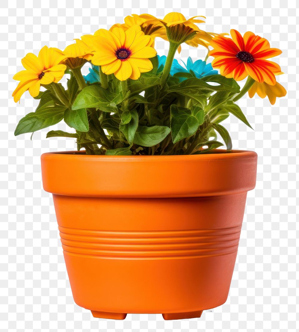 PNG Flower flowerpot plant vase. 